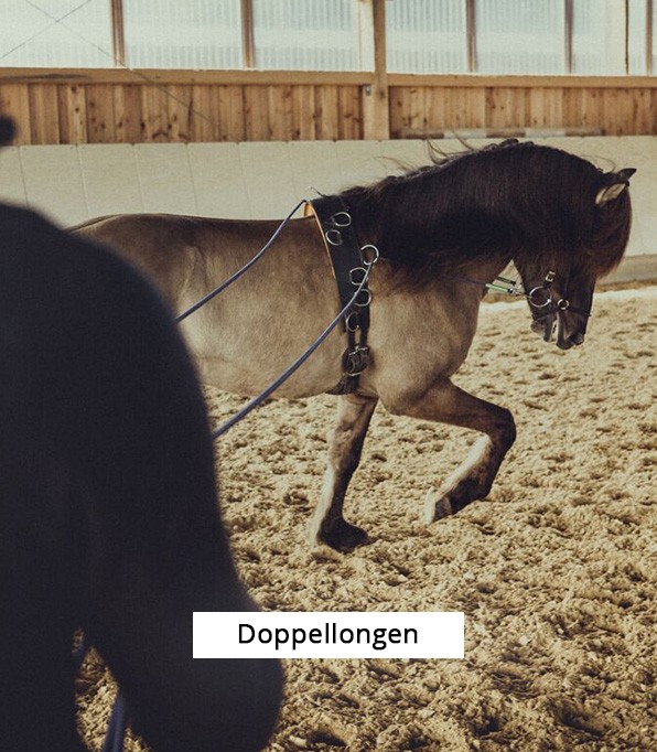 eignet sich auch für Hunde 213 cm lang Rhinegold Pferde-Führleine 